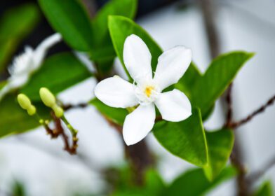 دانلود عکس گل های سفید شکوفه در باغ و برگ های سبز نرم