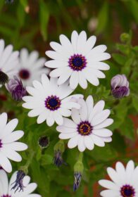 دانلود عکس گل های سفید در باغ در فصل بهار