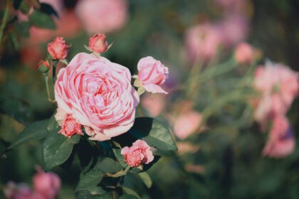 دانلود عکس گل رز سفید شکوفه در باغ تابستانی یکی از بهترین ها