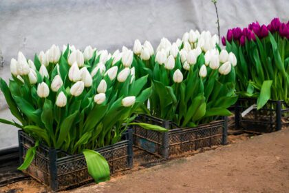 دانلود عکس لاله های سفید در جعبه های رشد فروش گیاهان در گل فروشی
