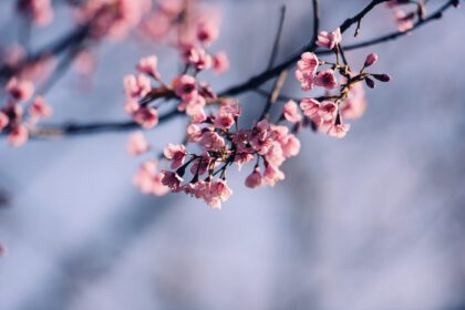 دانلود عکس شکوفه گیلاس هیمالیا وحشی گل ساکورا صورتی زیبا