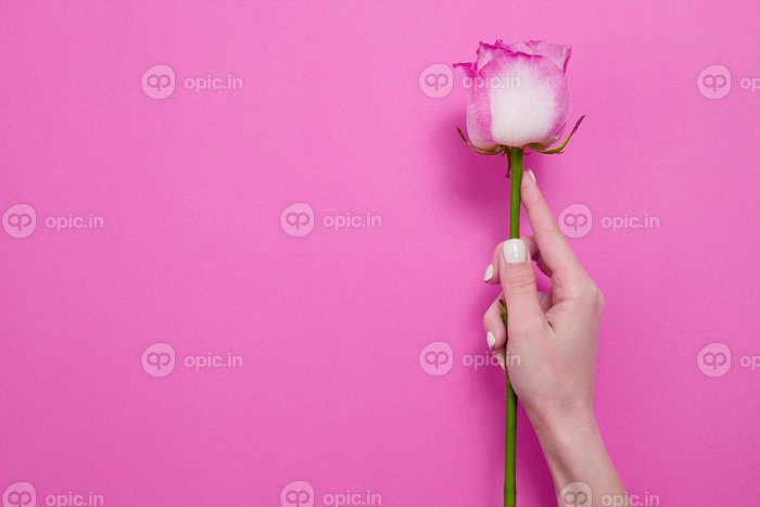 دانلود عکس دست زنی که رز صورتی جدا شده روز مادر و زن را در دست دارد