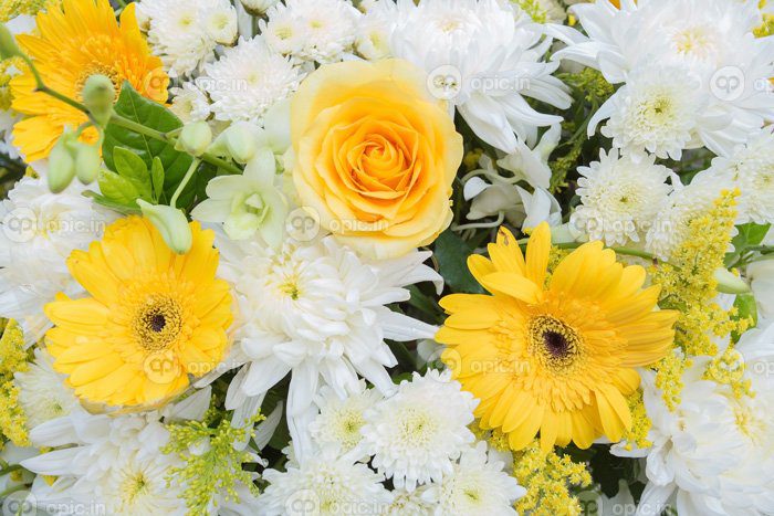 دانلود عکس گل رز گل داوودی زرد و سفید تزیین شد