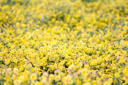 دانلود عکس گل های داوودی زرد گل های داوودی در باغ