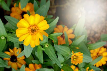دانلود عکس گل های زرد و تاری ملایم زیبا در باغ