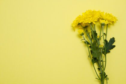 دانلود عکس گل های زرد روی کارت پستال قالب با فضای کپی جدا شده