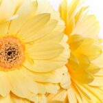 سبد خرید و پرداخت