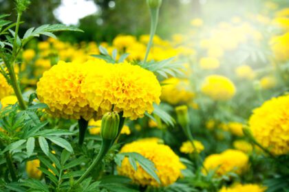 دانلود عکس گل همیشه بهار زرد در حال شکوفه دادن و نرم نرم در مزرعه
