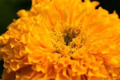دانلود عکس گل همیشه بهار زرد با تار