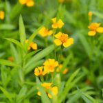 وکتور گرمکن ریلی بخاری حوله ای وصل شده به خشک کن کویل