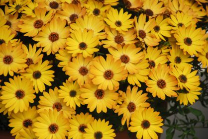دانلود عکس گل زرد استئوسپرموم یا دیمورفوتکا گل زرد