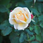 دانلود وکتور لندن وکتور شهر برای پروژه بعدی شما