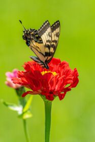 دانلود عکس پروانه زرد دم پرستویی که از گل قرمز در باغ تغذیه می کند