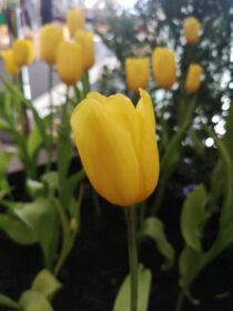 دانلود عکس گل لاله زرد پررونق زیبا در طبیعت تار از