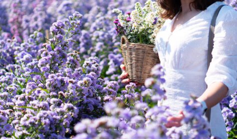 دانلود عکس سفر زن جوان در باغ گل مارگارت در تعطیلات