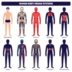 دانلود آیکون مجموعه آیکون سیستم های اندام بدن انسان