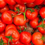 دانلود عکس گربه خانگی کرکی که به دوردست ها نگاه می کند حیوان ناز