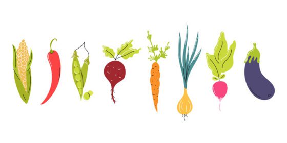 دانلود مجموعه آیکون سبزیجات تازه چیده شده در یک ردیف در پس زمینه سفید غذای طبیعی گیاهخواری وکتور آیکون تصویر مسطح