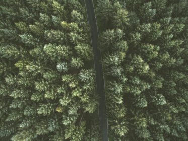 دانلود عکس نمایی هوایی از جاده ای بین درختان