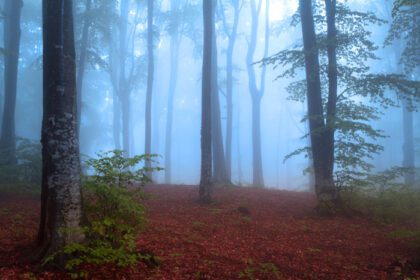 دانلود عکس رنگ های پاییزی در جنگل مه آلود