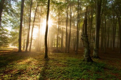 دانلود عکس درختان جنگلی پاییزی طبیعت چوب سبز پس زمینه نور خورشید