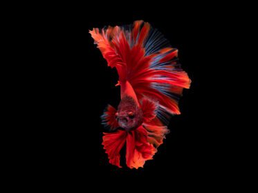 دانلود عکس اکشن و هنر حرکتی زیبای تایلندی مبارزه با ماهی روی الف