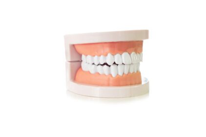 دانلود عکس مدل پلاستیکی دندان انسان روی سفید دندانی و پزشکی
