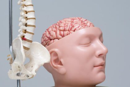 دانلود عکس مدل ستون فقرات و مغز در مطب