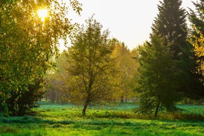 دانلود عکس طبیعت پاییزی درختان با شاخ و برگ های رنگارنگ و تابش خورشید از میان شاخه ها در صبح در پارک