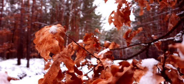 دانلود عکس پس زمینه زمستان طبیعت برفی روز جاده تاریک جنگل کلان