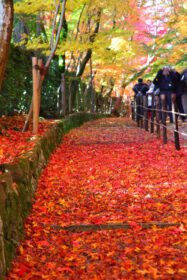 دانلود عکس برگ های زیبای پاییزی در کومیوجی کیوتو ژاپن