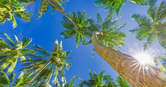 دانلود عکس درخت نخل نارگیل با آسمان آبی پرتوهای زیبای استوایی خورشید