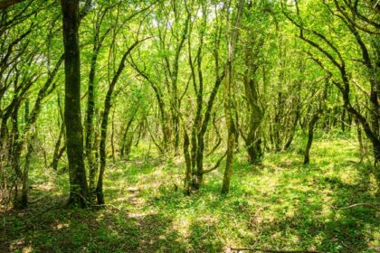 دانلود عکس نمایی زیبا از جنگل در حفاظتگاه طبیعی ساتاپلیا قفقاز