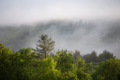 دانلود عکس مناظر زیبای جنگل طبیعی سبز