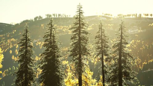 دانلود عکس بیشه زیبای درختان در کوهستان با دود آتش سوزی