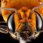 دانلود والپیپرهای گل رز غنچه رنگارنگ از نزدیک