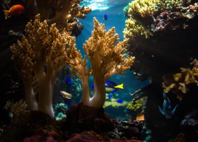 دانلود عکس مرجان و ماهی در آکواریوم آب شور رصد