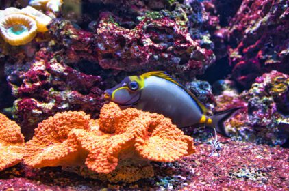 دانلود عکس مرجان و ماهی در آکواریوم آب شور رصد