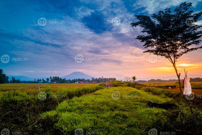 دانلود عکس منظره زیبای صبح روستایی با درخت و مزرعه