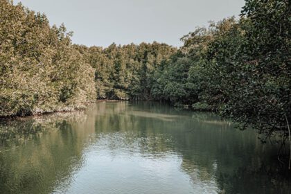 دانلود عکس مناظر زیبای طبیعی رودخانه در جنگل حرا و