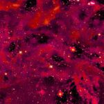 دانلود زرین پر، زرین بال. تصویر برداری