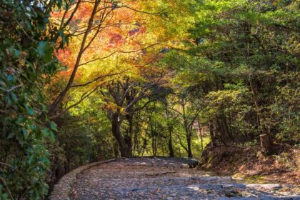 دانلود عکس طبیعت زیبا در آراشیاما در فصل پاییز در کیوتو