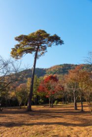 دانلود عکس طبیعت زیبا در آراشیاما در فصل پاییز در کیوتو