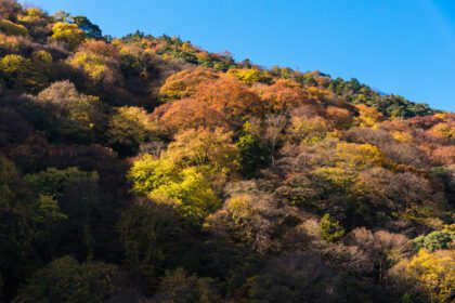 دانلود عکس طبیعت زیبا برگ های رنگارنگ درخت در کوه در