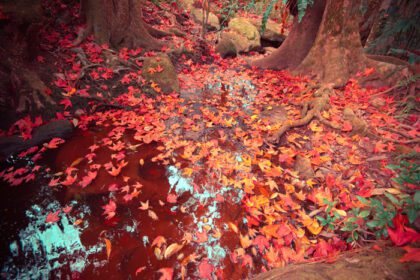 دانلود عکس برگ های افرا قرمز روی صخره در جریان آب با رنگ سبز
