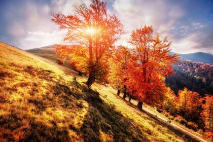 دانلود عکس جنگل توس در بعد از ظهر آفتابی در حالی که پاییز فصل پاییز