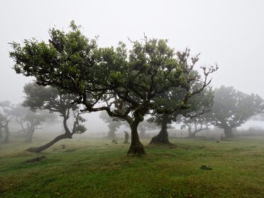 دانلود عکس جنگل مه آلود جادویی و درختان با اشکال غیرعادی ناشی از