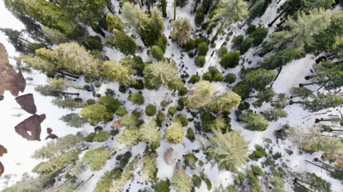 دانلود عکس نمای چشم پرنده از درختان بلند در زمستان