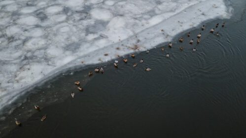 دانلود عکس اردک ها در حال شنا و حمام کردن در آب سرد یخ زده