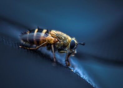 دانلود والپیپر حیوانات عکاسی ماکرو حشرات مگس جانوران آفت نزدیک عکس ماکرو بندپایان بی مهرگان x px